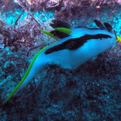 Polycera capensis (Crowned nudibranch) at Undefined - 3 Mar 2014 by rickcarey