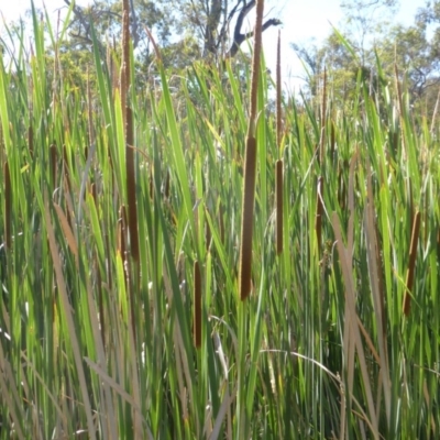 Typha domingensis (Bullrush) at O'Malley, ACT - 19 Jan 2018 by Mike