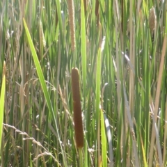 Typha domingensis at O'Malley, ACT - 20 Jan 2018 09:43 AM