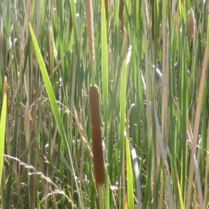 Typha domingensis at O'Malley, ACT - 20 Jan 2018