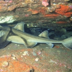 Heterodontus portusjacksoni (Port Jackson Shark) at Merimbula, NSW - 3 Mar 2015 by rickcarey