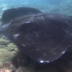 Bathytoshia brevicaudata (Smooth Stingray) at Merimbula, NSW - 3 Mar 2015 by rickcarey