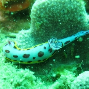 Hypselodoris bennetti at Merimbula, NSW - 3 Nov 2013 10:24 AM