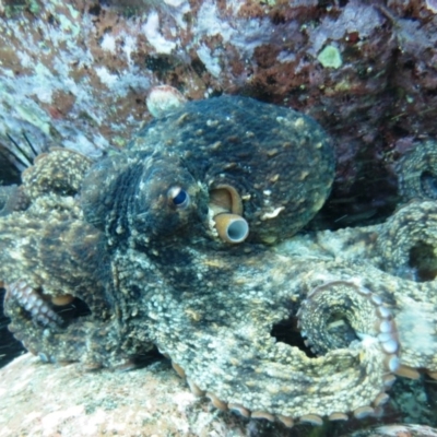 Octopus tetricus (Gloomy Octopus) at Merimbula, NSW - 4 Aug 2013 by rickcarey