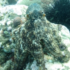 Octopus tetricus at Merimbula, NSW - 4 Aug 2013 12:14 PM