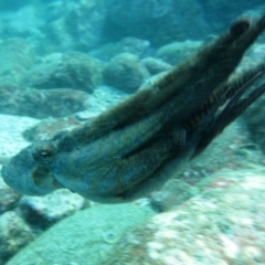Octopus tetricus at Merimbula, NSW - 4 Aug 2013 12:14 PM