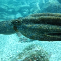 Octopus tetricus at Merimbula, NSW - 4 Aug 2013 12:14 PM