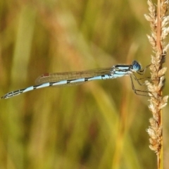 Austrolestes annulosus (Blue Ringtail) at Ngunnawal, ACT - 19 Jan 2018 by JohnBundock