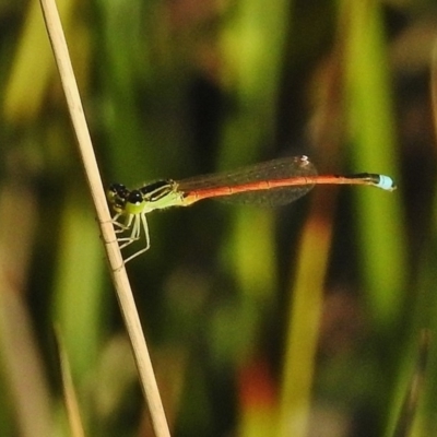 Ischnura aurora (Aurora Bluetail) at Ngunnawal, ACT - 19 Jan 2018 by JohnBundock