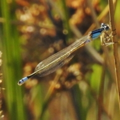 Ischnura heterosticta (Common Bluetail Damselfly) at Ngunnawal, ACT - 20 Jan 2018 by JohnBundock