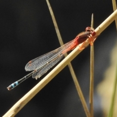 Xanthagrion erythroneurum (Red & Blue Damsel) at Ngunnawal, ACT - 19 Jan 2018 by JohnBundock