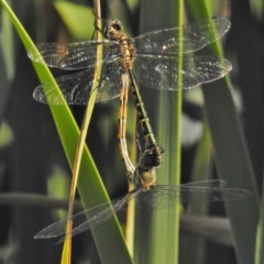 Hemicordulia australiae (Australian Emerald) at Ngunnawal, ACT - 19 Jan 2018 by JohnBundock