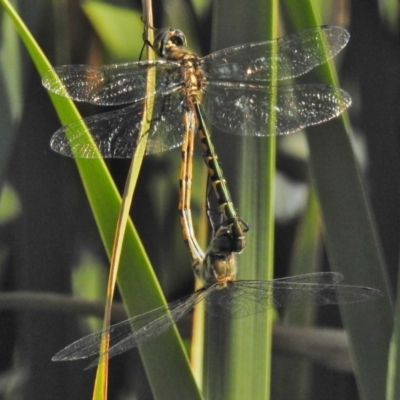 Hemicordulia australiae (Australian Emerald) at Ngunnawal, ACT - 20 Jan 2018 by JohnBundock