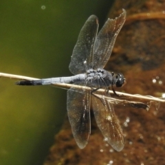 Orthetrum caledonicum (Blue Skimmer) at Dunlop, ACT - 19 Jan 2018 by JohnBundock