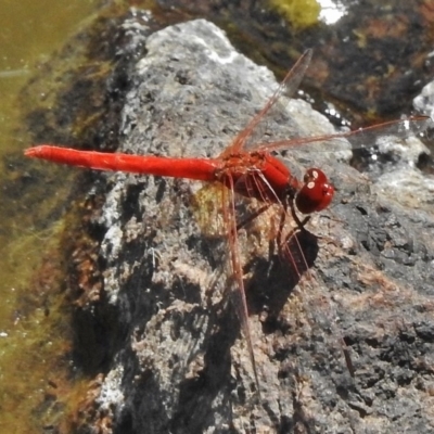 Diplacodes haematodes (Scarlet Percher) at Dunlop, ACT - 20 Jan 2018 by JohnBundock