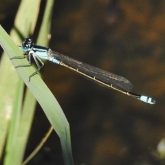 Ischnura heterosticta (Common Bluetail Damselfly) at West Belconnen Pond - 19 Jan 2018 by JohnBundock