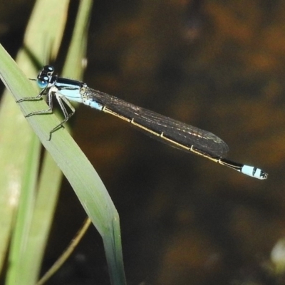 Ischnura heterosticta (Common Bluetail Damselfly) at West Belconnen Pond - 19 Jan 2018 by JohnBundock