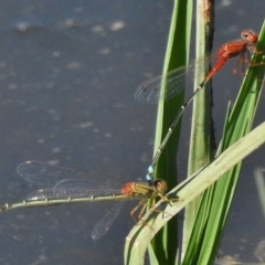 Xanthagrion erythroneurum (Red & Blue Damsel) at Dunlop, ACT - 19 Jan 2018 by JohnBundock