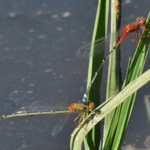 Xanthagrion erythroneurum at Dunlop, ACT - 20 Jan 2018