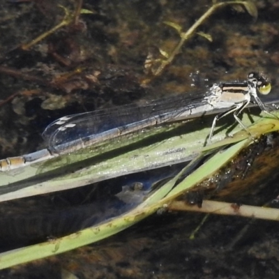 Ischnura heterosticta (Common Bluetail Damselfly) at Dunlop, ACT - 20 Jan 2018 by JohnBundock