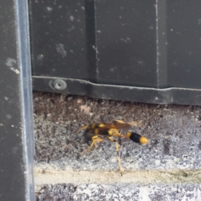 Sceliphron laetum (Common mud dauber wasp) at Forde, ACT - 20 Jan 2018 by jmhatley