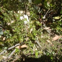 Pachymorpha squalida at Cotter River, ACT - 19 Jan 2018