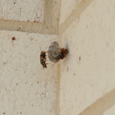 Polistes (Polistes) chinensis (Asian paper wasp) at Forde, ACT - 20 Jan 2018 by jmhatley