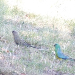 Psephotus haematonotus (Red-rumped Parrot) at Deakin, ACT - 20 Jan 2018 by JackyF