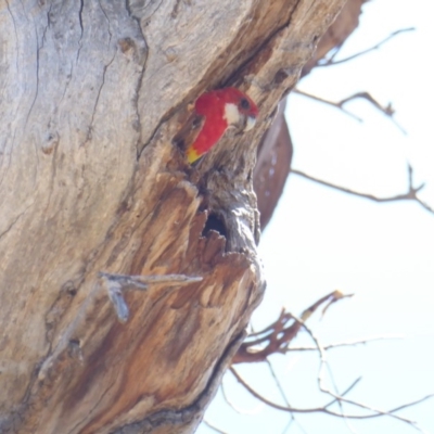 Platycercus eximius (Eastern Rosella) at Hughes, ACT - 20 Jan 2018 by JackyF