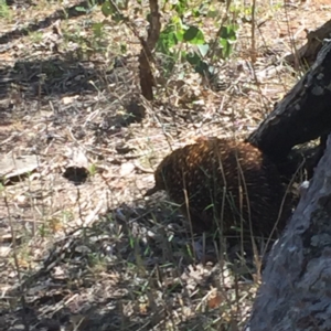 Tachyglossus aculeatus at Deakin, ACT - 7 Jan 2018 10:46 AM