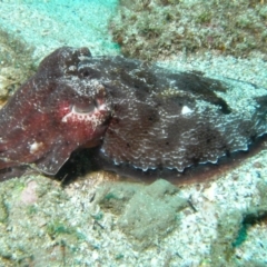 Sepia apama (Giant Cuttlefish) at Merimbula, NSW - 4 Nov 2014 by rickcarey