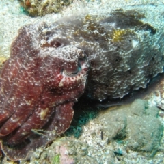 Sepia apama at Merimbula, NSW - 4 Nov 2014 12:39 PM