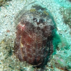 Sepia apama at Merimbula, NSW - 4 Nov 2014 12:39 PM