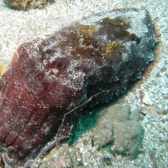 Sepia apama at Merimbula, NSW - 4 Nov 2014 12:39 PM
