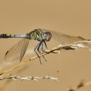 Orthetrum caledonicum at Dunlop, ACT - 20 Jan 2018 09:23 AM