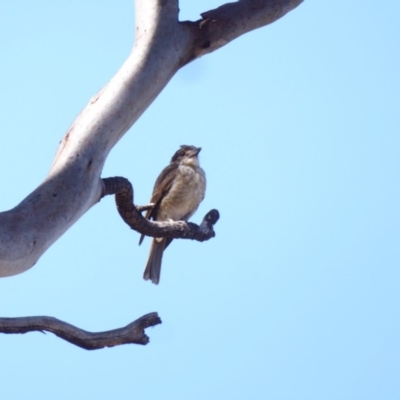 Cracticus torquatus (Grey Butcherbird) at Hughes Grassy Woodland - 15 Jan 2018 by JackyF