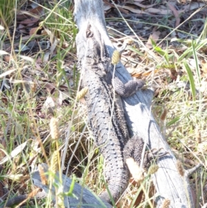 Pogona barbata at Hughes, ACT - 15 Jan 2018