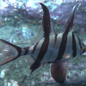 Enoplosus armatus at Merimbula, NSW - 4 Oct 2017 06:40 PM