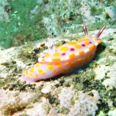 Ceratosoma amoenum (Clown Nudibranch) at Bar Beach, Merimbula - 5 Jan 2015 by rickcarey