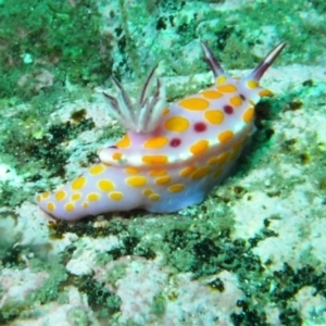 Ceratosoma amoenum at Bar Beach, Merimbula - 5 Jan 2015 11:39 AM