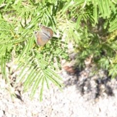 Jalmenus ictinus (Stencilled Hairstreak) at Deakin, ACT - 14 Jan 2018 by JackyF