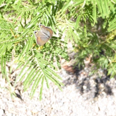 Jalmenus ictinus (Stencilled Hairstreak) at Deakin, ACT - 15 Jan 2018 by JackyF