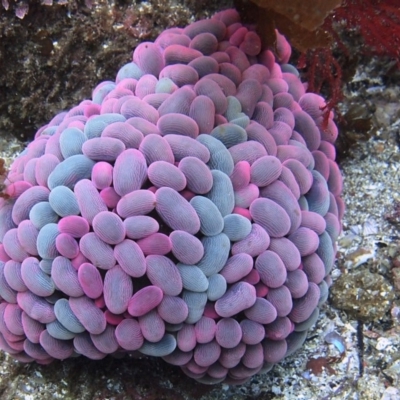 Phlyctenactis tuberculosa at Merimbula, NSW - 5 Jan 2017 by rickcarey