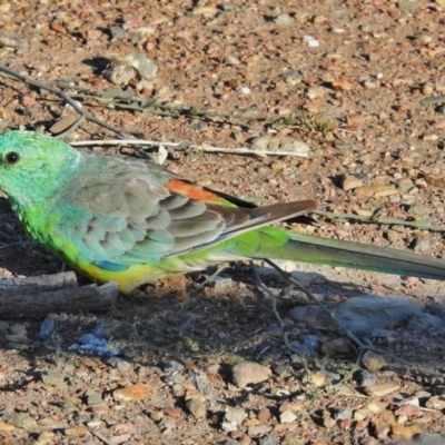 Psephotus haematonotus (Red-rumped Parrot) at Ngunnawal, ACT - 19 Jan 2018 by JohnBundock