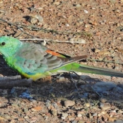 Psephotus haematonotus (Red-rumped Parrot) at Ngunnawal, ACT - 19 Jan 2018 by JohnBundock