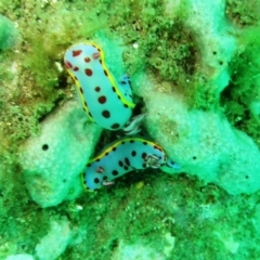 Hypselodoris bennetti (Hypselodoris bennetti) at Merimbula, NSW - 5 Nov 2013 by rickcarey