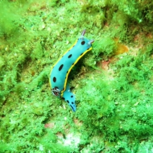 Hypselodoris bennetti at Merimbula, NSW - 5 Nov 2013 12:40 PM