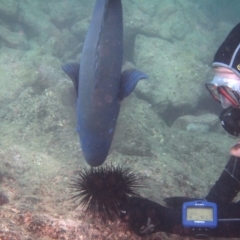 Achoerodus viridis (Eastern Blue Groper) at Merimbula, NSW - 6 Apr 2015 by rickcarey