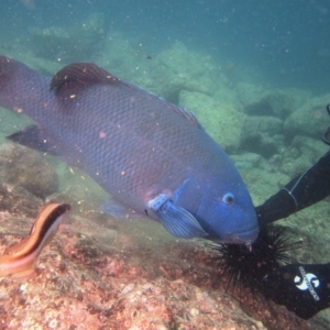 Achoerodus viridis at Merimbula, NSW - 6 Apr 2015 12:25 PM