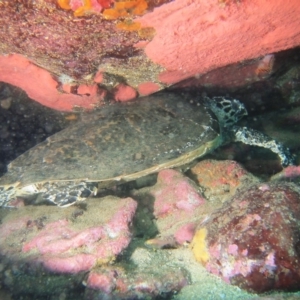 Eretmochelys imbricata at Merimbula, NSW - suppressed